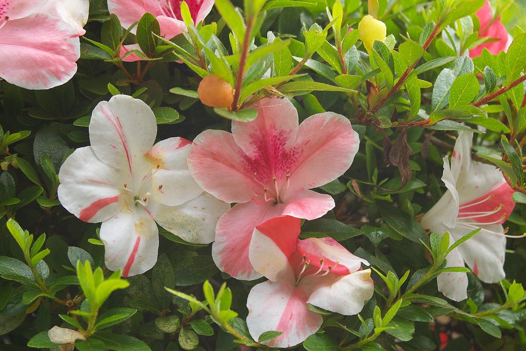 一つの花に赤と白の入ったツツジです。
