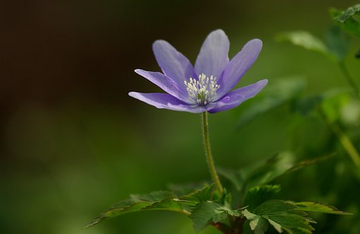 岩手の春： スプリング・エフェメラル