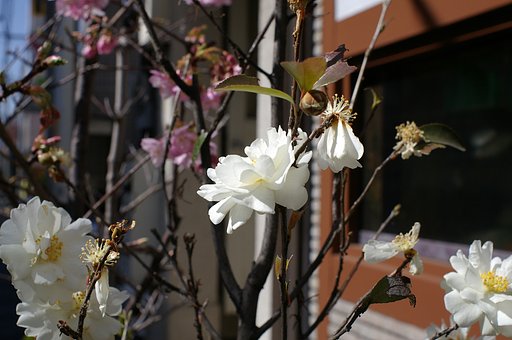 梅にフグイスのある【街】