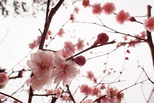 紅梅