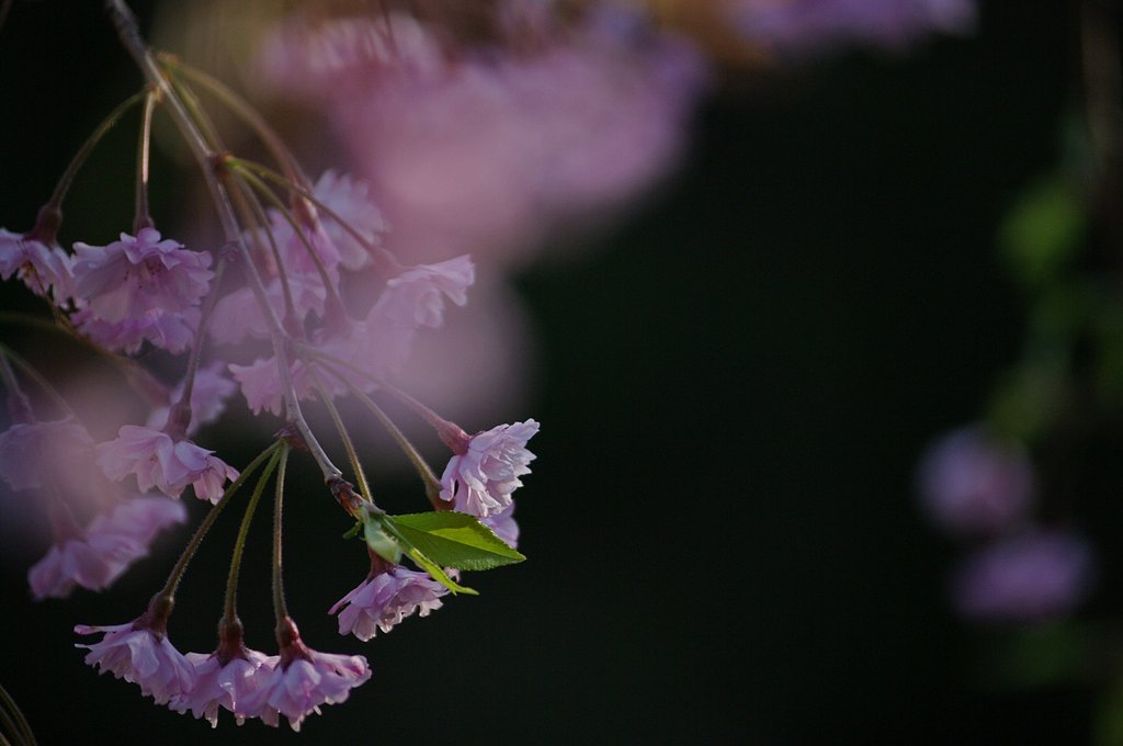 桜しだれて…