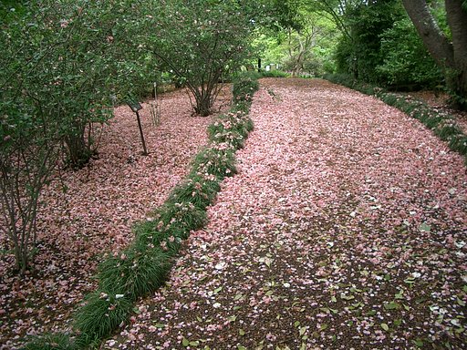 〜文学の小路〜