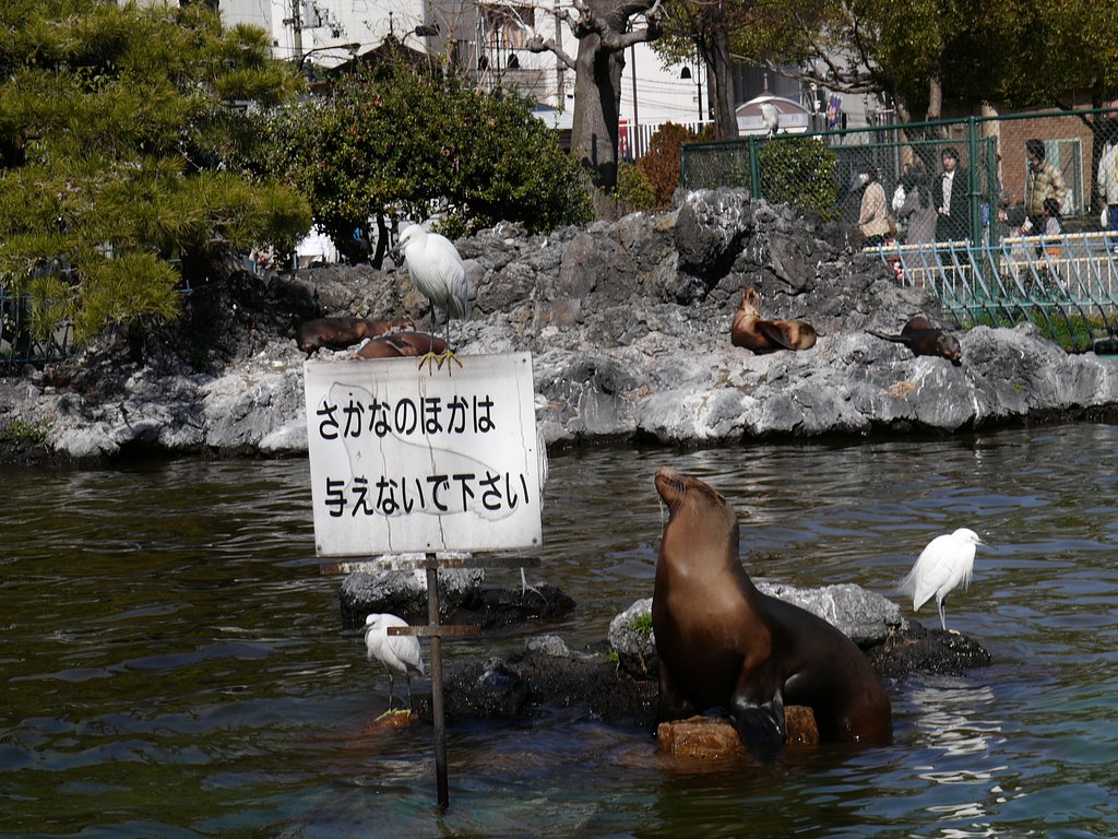 オットセイ
