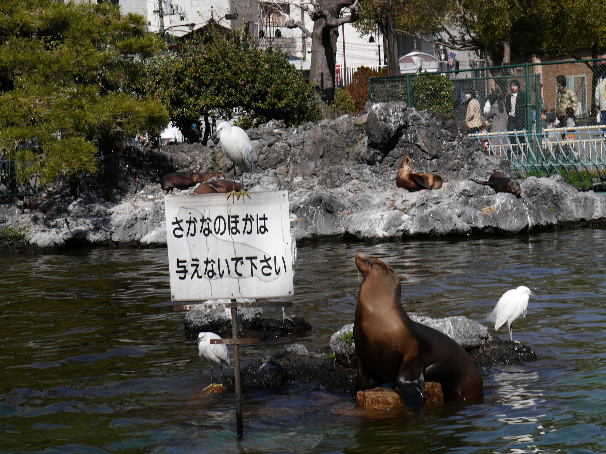 オットセイ