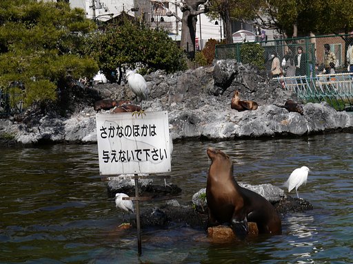 オットセイ
