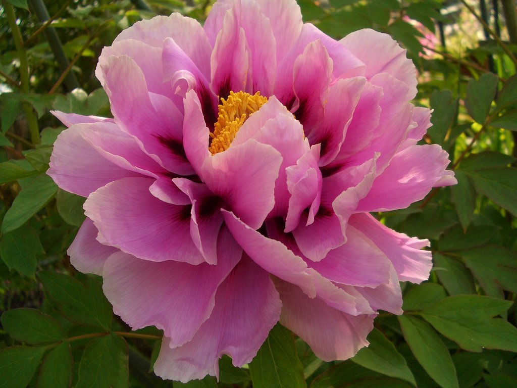 藤染衣・確認！？