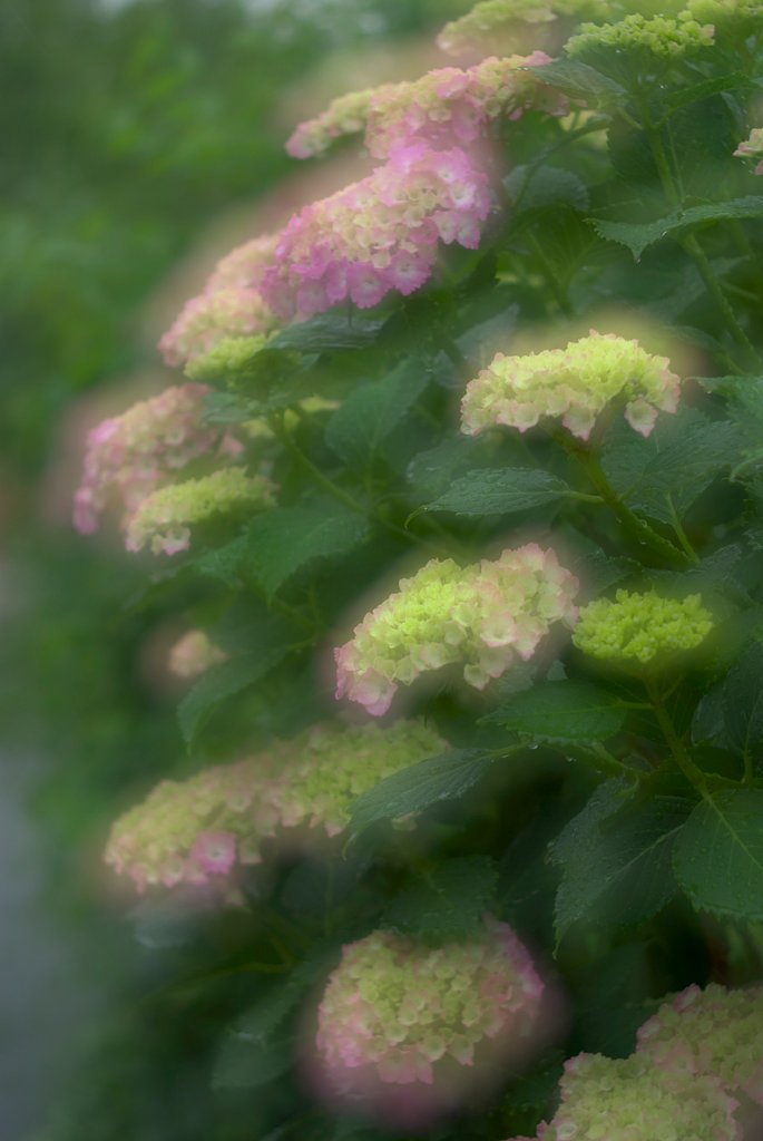雨に濡れる紫陽花