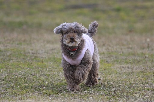 愛犬２