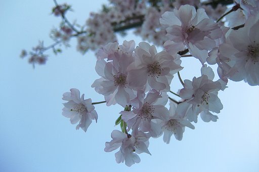 【緑】透けた八重桜