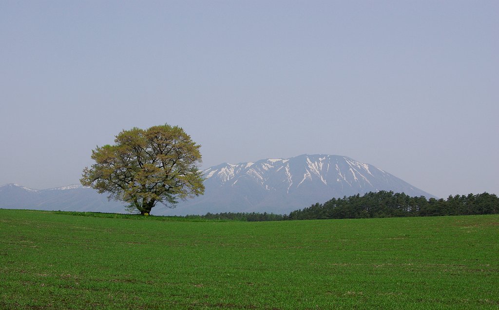 岩手の春： 小岩井の一本桜