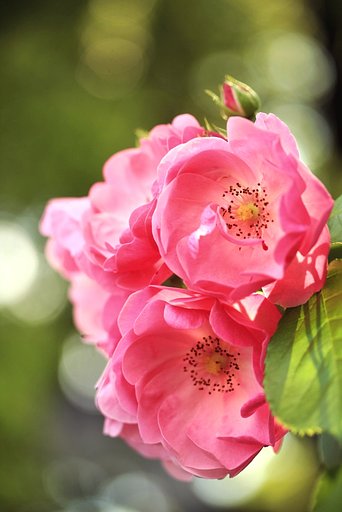 木漏れ日の中の薔薇