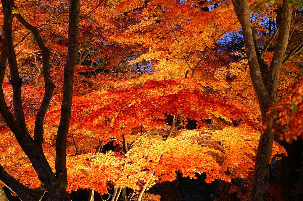 ライトアップされた紅葉!
