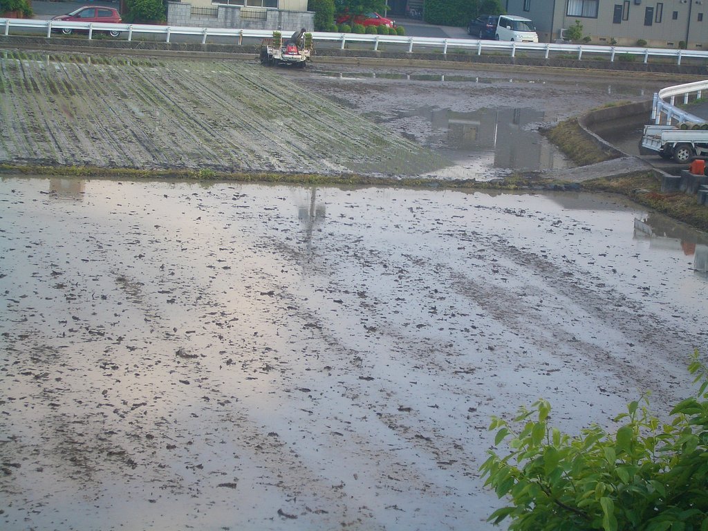 田植えの風景