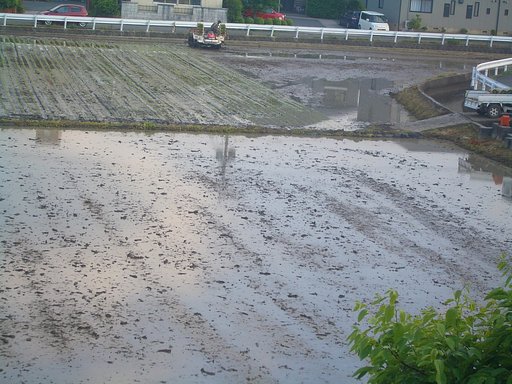 田植えの風景