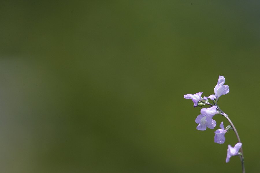 【緑】花一輪