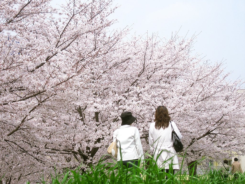 さくら花眺めて
