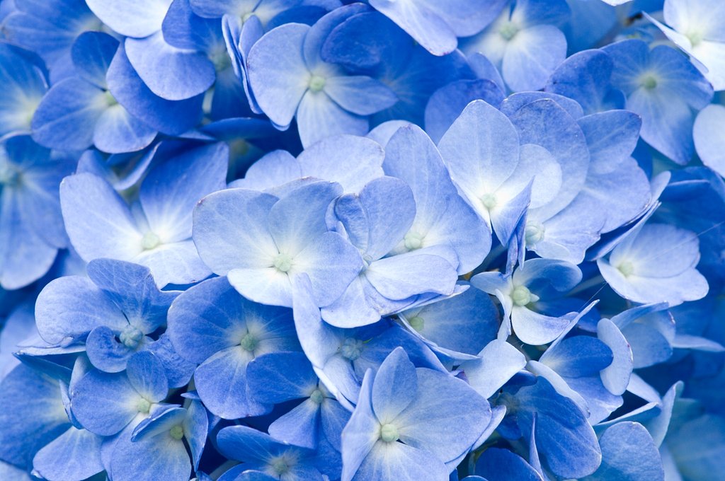 季節の花