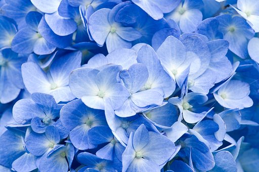 季節の花