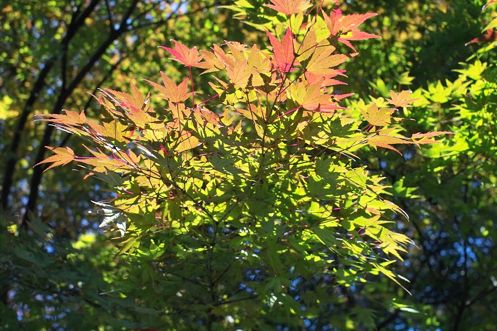 公園の楓