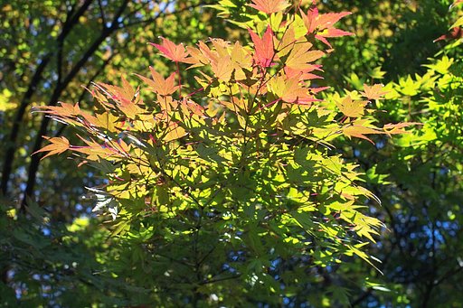公園の楓