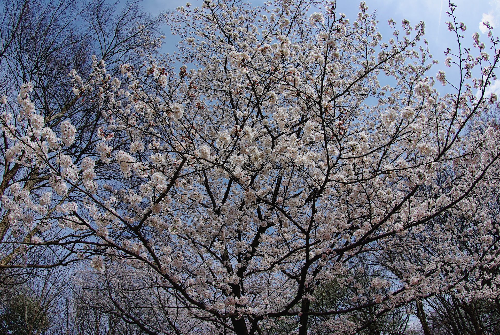 満開の桜
