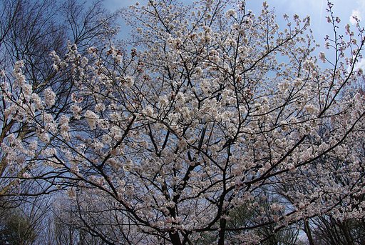 満開の桜