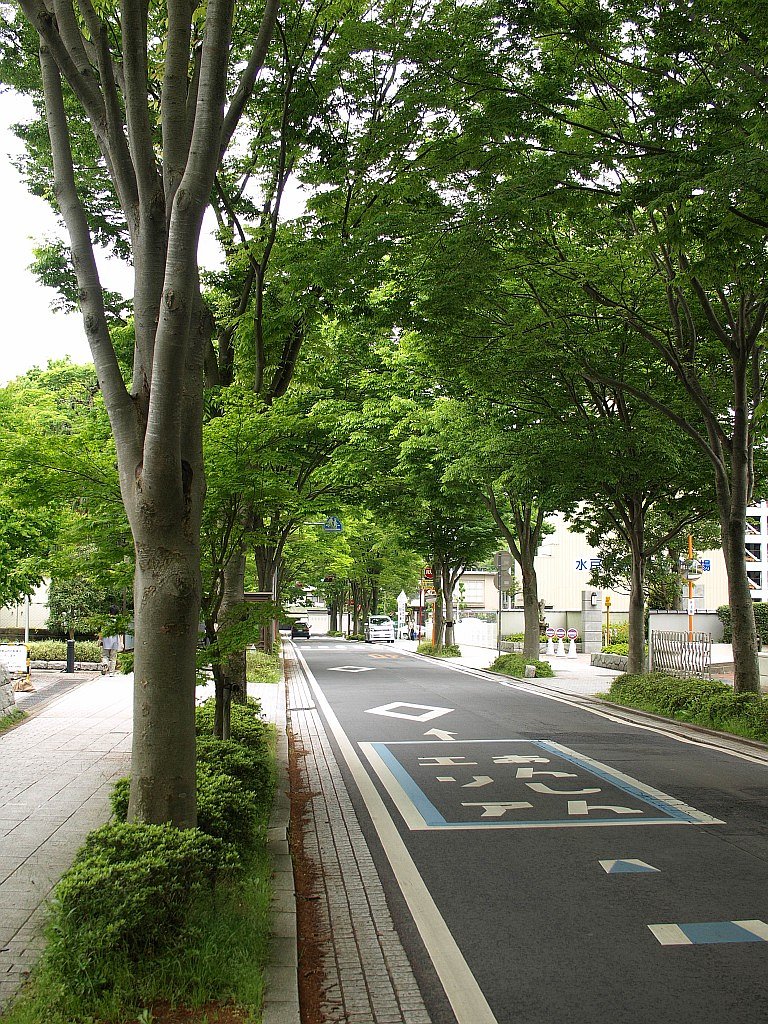 新緑の季節