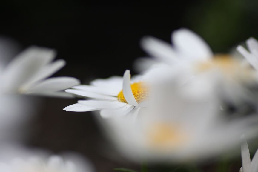 白幻花