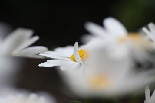 白幻花