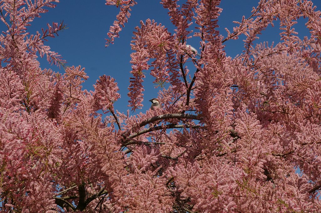 Cotinus coggygria 'Royal Purple'