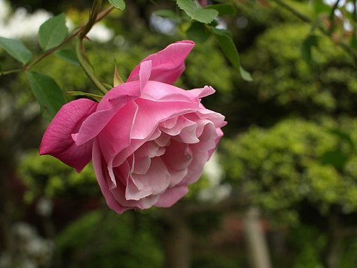 バラの花でも・・・