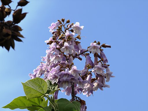 【植】桐の花