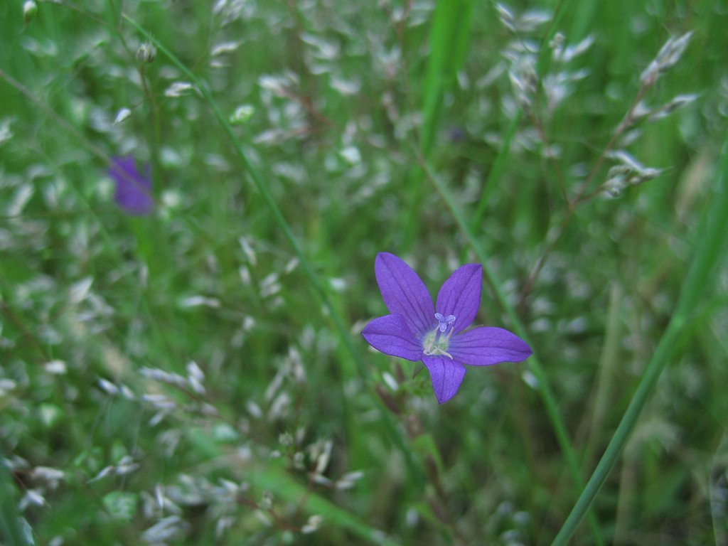 野の青小花