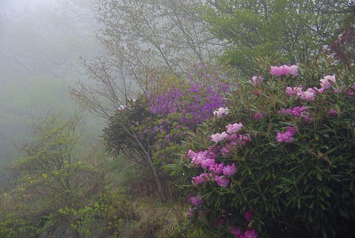 霧の榛名山頂付近にて