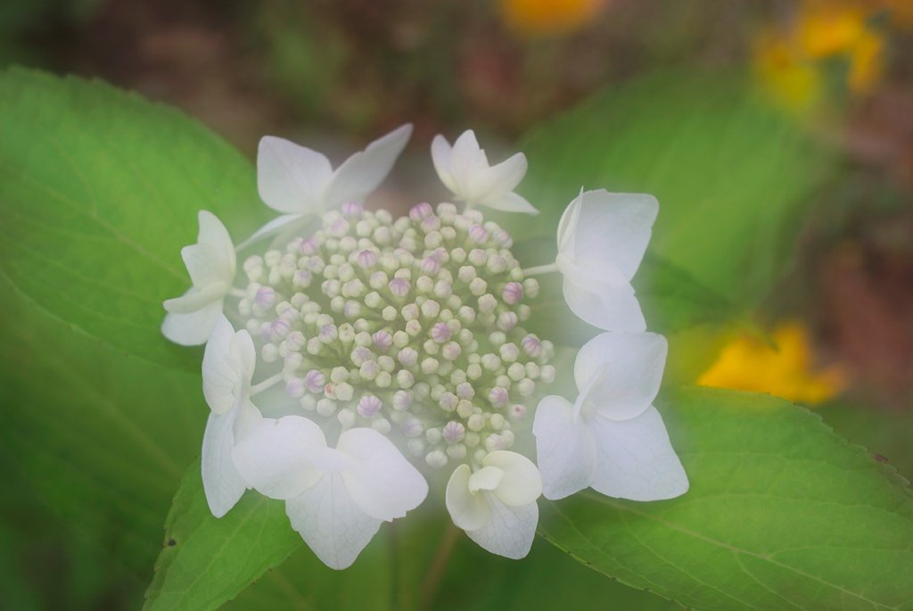 「Silver」柔らかな光