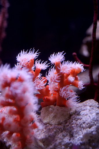 海花