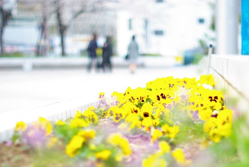 SMC PENTAX 50mm F1.2
