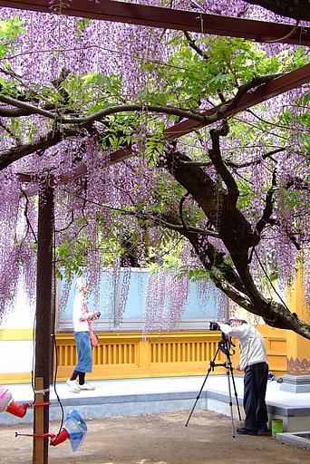 藤寺を撮るを撮る