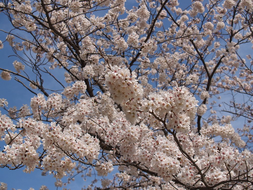 近所のさくら