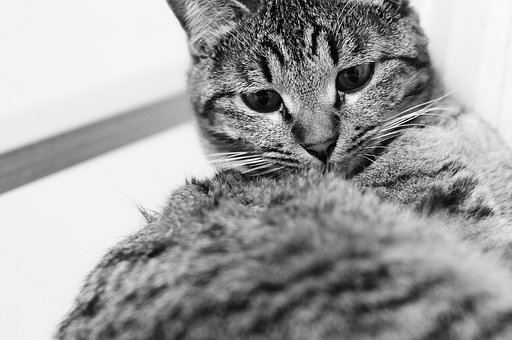 猫