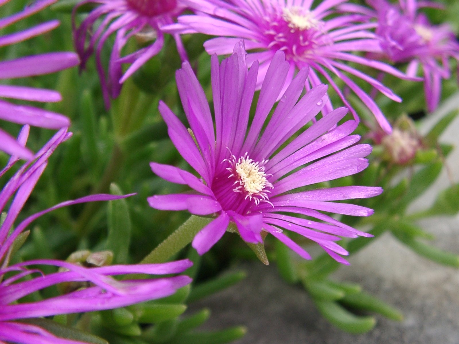 松葉菊ですね。