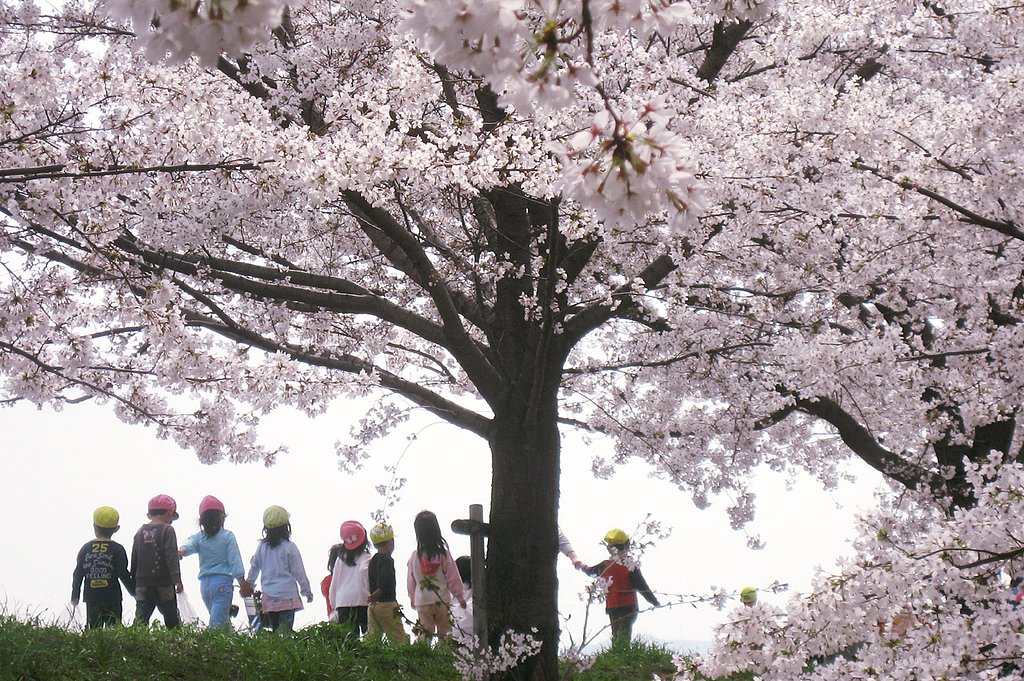 桜に誘われて