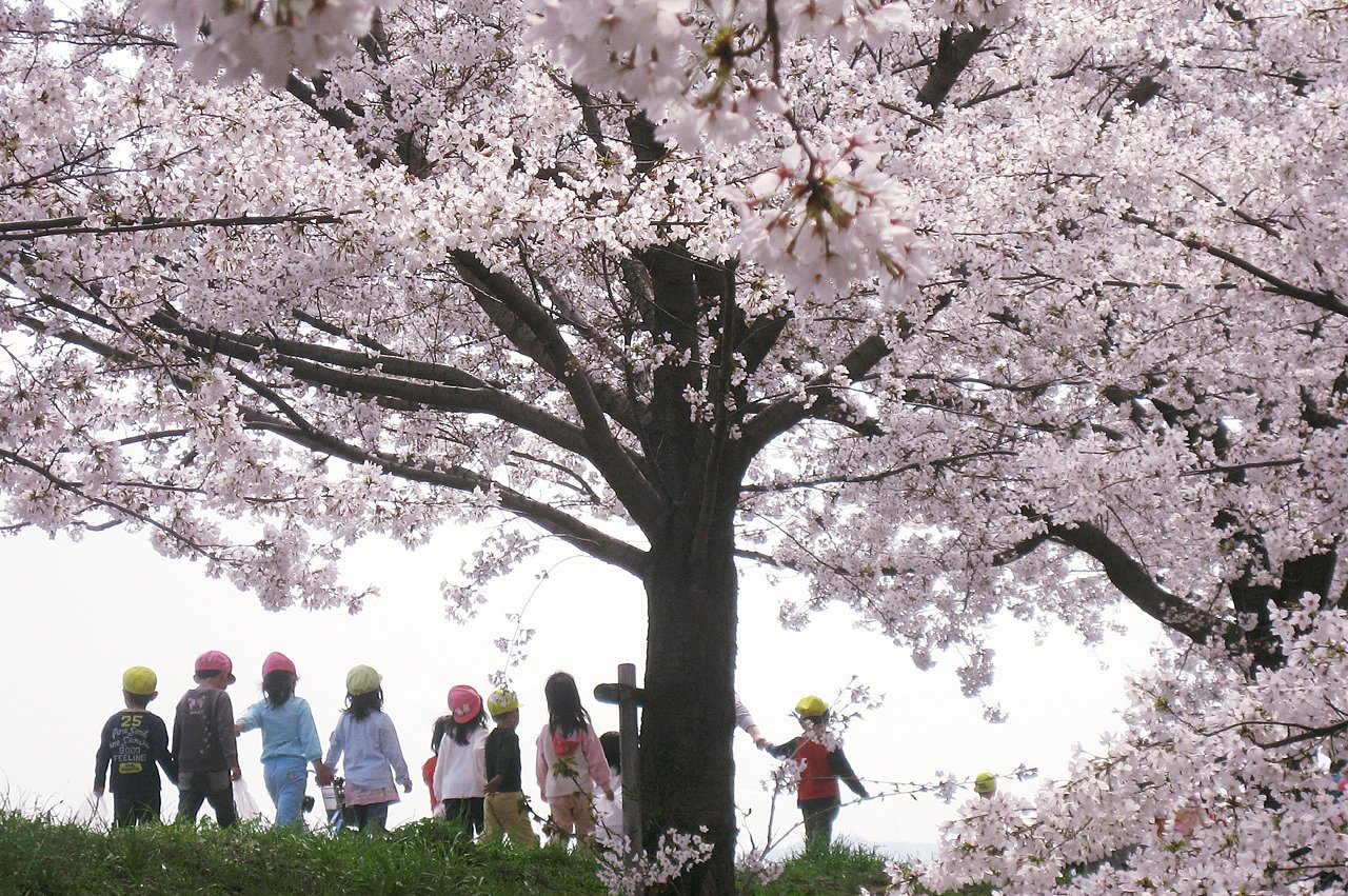 桜に誘われて