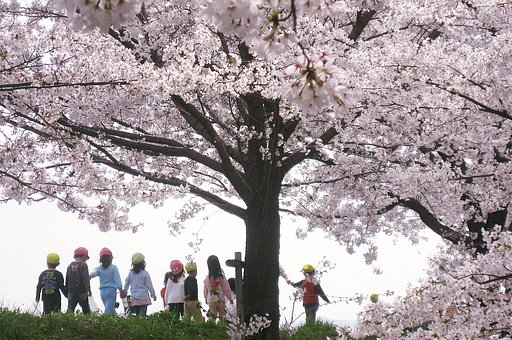 桜に誘われて