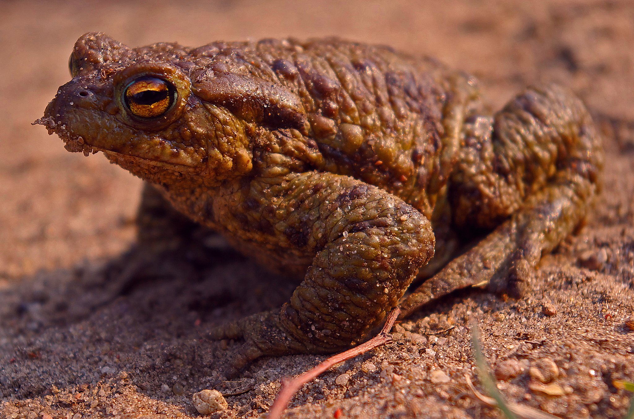 The toad