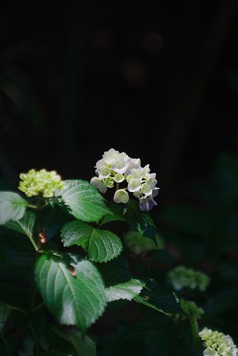 木漏れ日を浴びる紫陽花