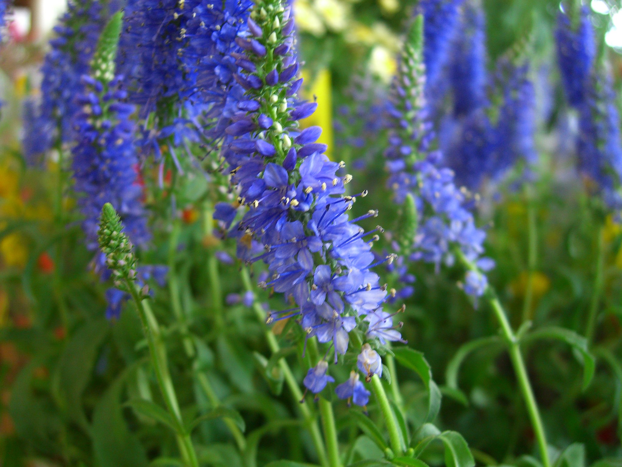 売り場の花-2