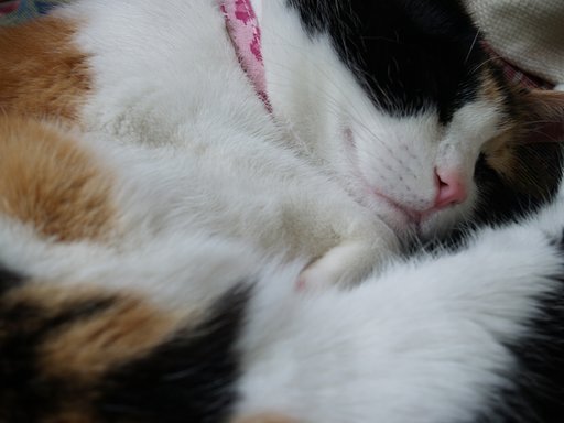 ねこさんの口のラインがいいんでは