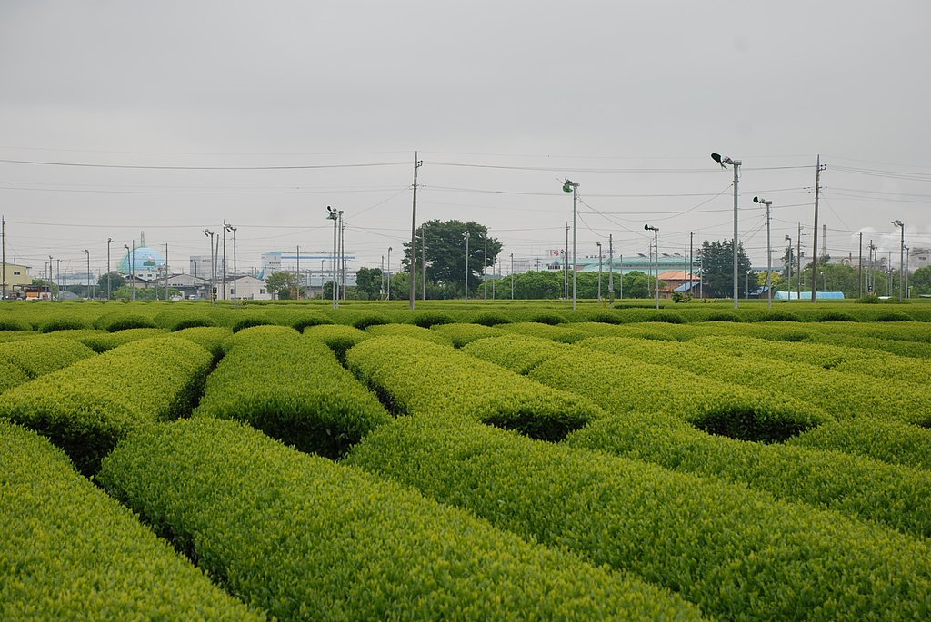 茶