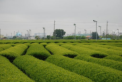 茶